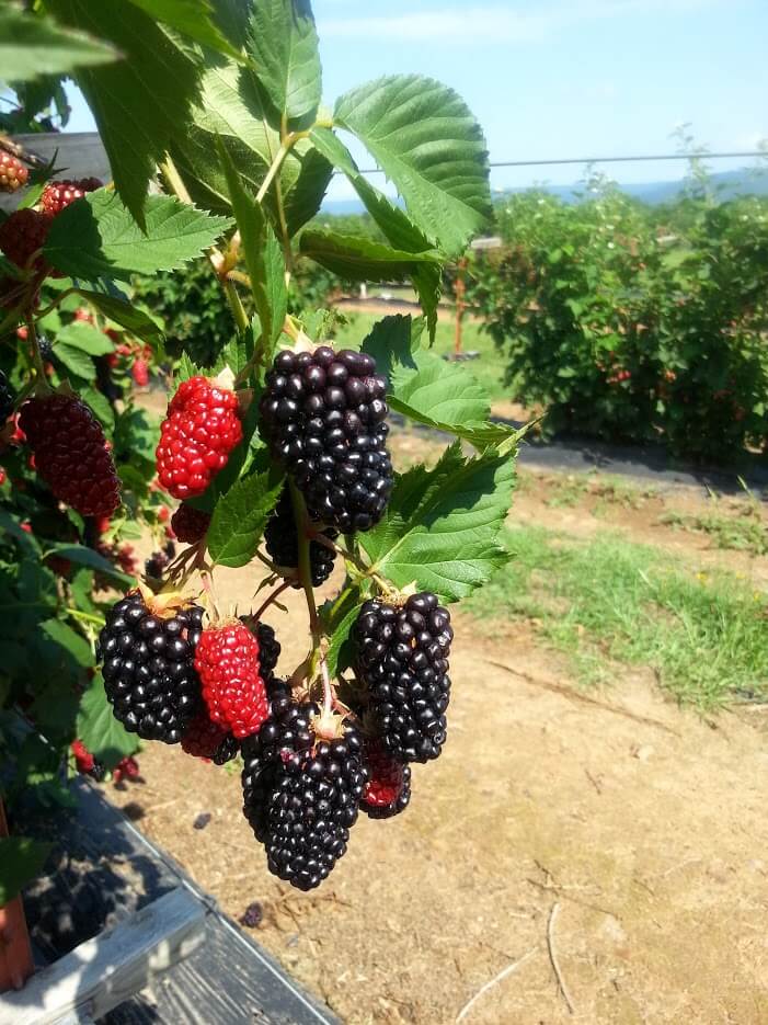 The Benefits of Blackberries The Benefits of Blackberries